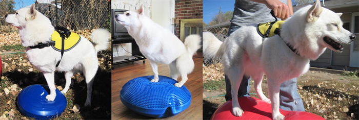 FitPAWS® Canine Conditioning Equipment for Smaller Tripawd Dog Exercise