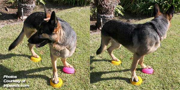 Wyatt Performs "Cookie Stretches" Right, Then Left on the FitPAWS® Paw Pods | tripawds.com