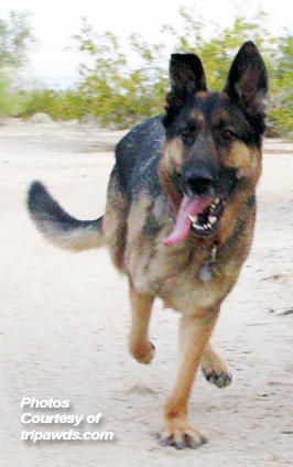 Wyatt is active and FitPAWS® strong! - tripawds.com
