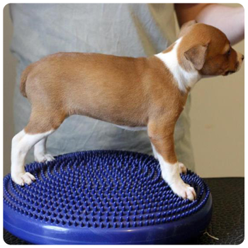 This Future Star is Starting Early - Puppy Stacking Training with the FitPAWS® Balance Disc