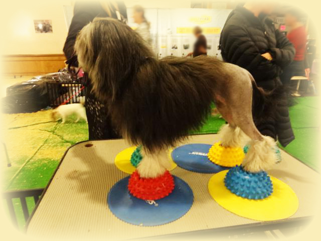 dog stacking training system