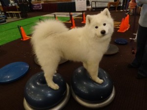 Balance and Stability Exercises for Dogs | FitPAWS | FitPAWS