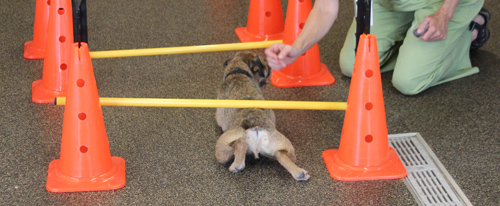 Doggie Limbo Using FitPAWS® Hurdle Set