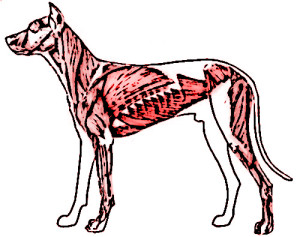 canine muscles