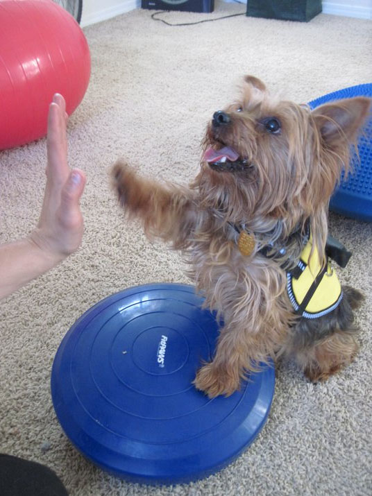 Front High Five | FitPAWS® Balance Disc