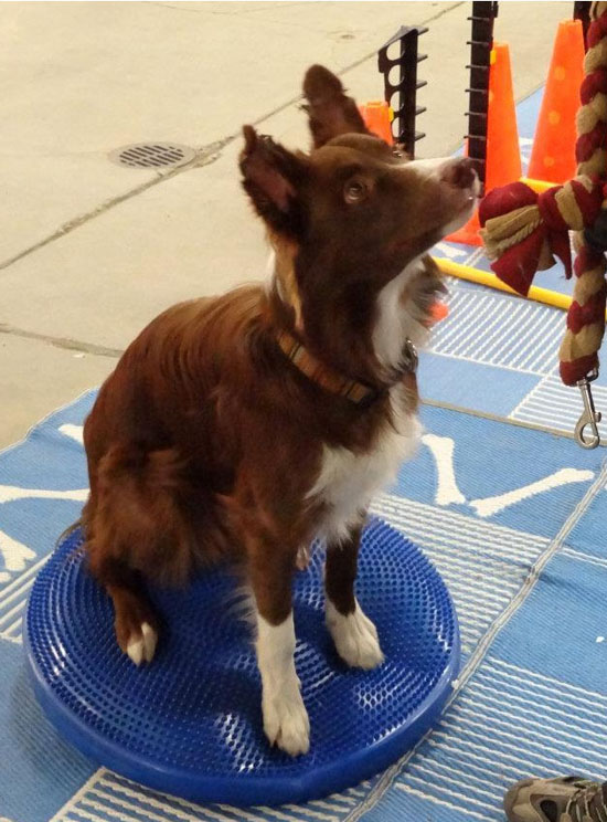 Front High Five | FitPAWS® Balance Disc Intermediate