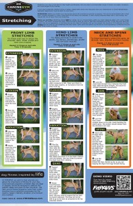 Canine Stretching-Poster