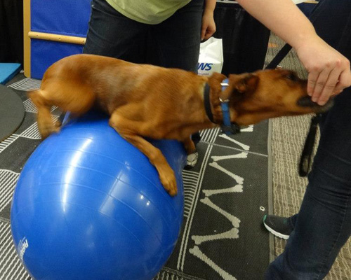 Get On The Ball, Dawg! | FitPAWS® Canine Conditioning Equipment