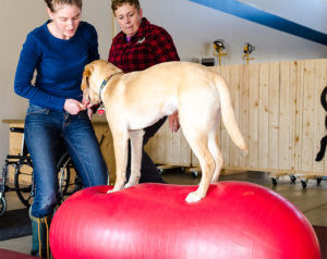 Service Dogs FitPAWS Peanut