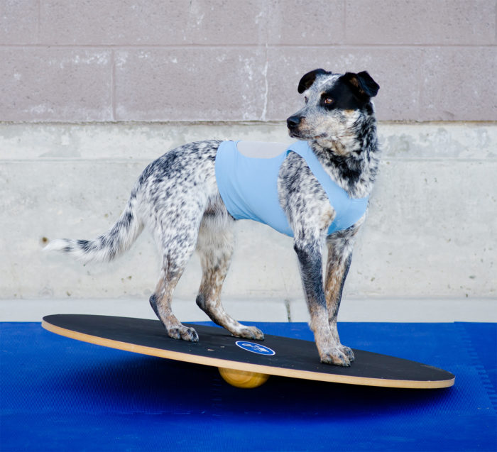 FitPAWS Dog Wobble Boards