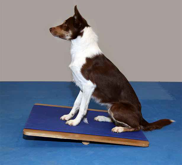FitPAWS Giant Balance Board_sit