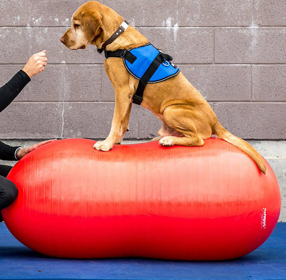 Exercices avec une Peanut Ball Penaut-Harness