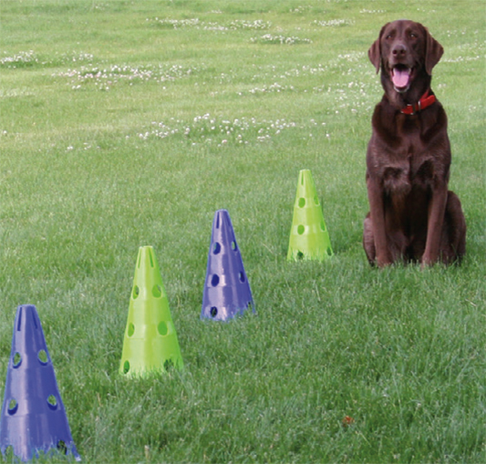 Dog Agility_Interval Exercise