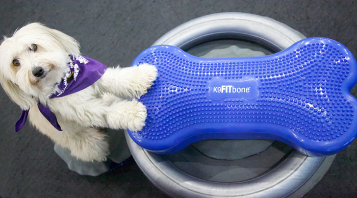 Ringo on the FitPAWS K9FITbone and Donut Holder
