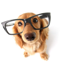 what makes a dog intelligent