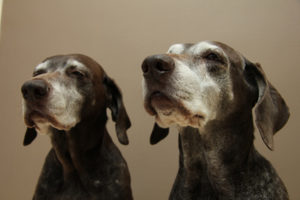 Two senior german shorthaired pointer sisters, almost 13 years