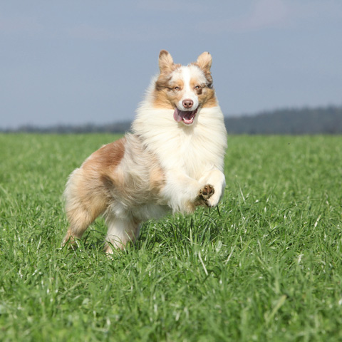 dog-running-jumping