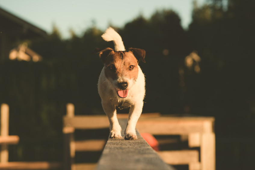 Jack Russell Terrier walking on a beam