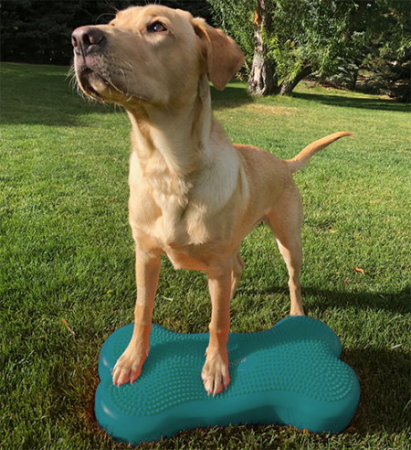 FitPaws® K9FITbone Balance Training – Original | FitPaws K9FITbone Dog ...