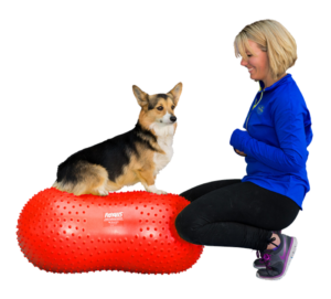 FitPAWS Peanut for Canine Conditioning and Dog Training