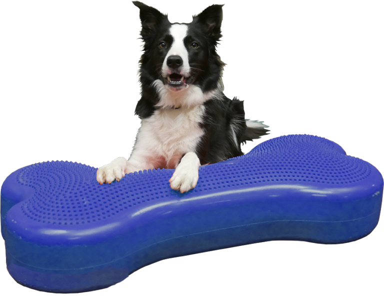 Dog Training Platform For Balance - FitPaws